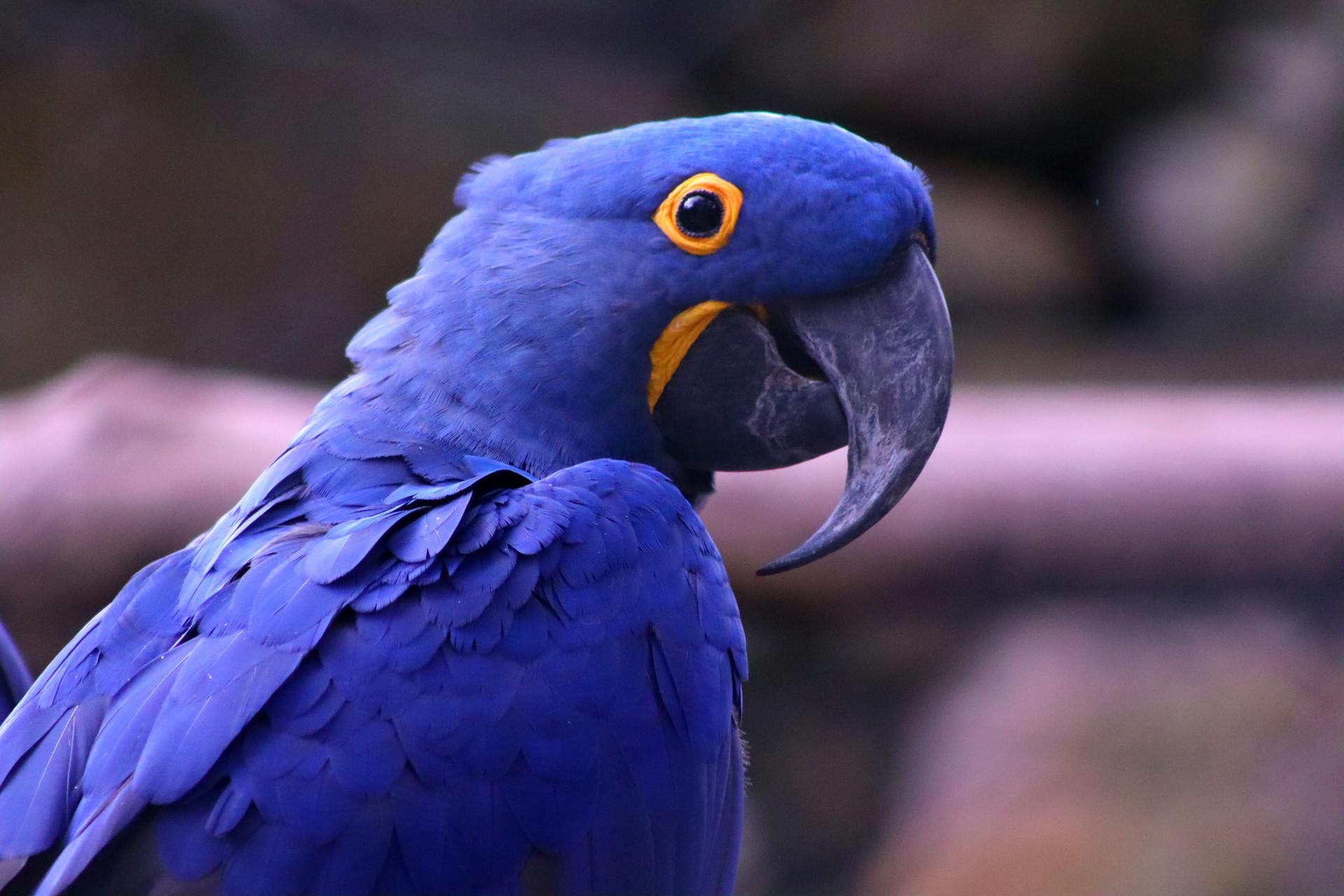 Close-Up Shot of Hyacinth Macaw